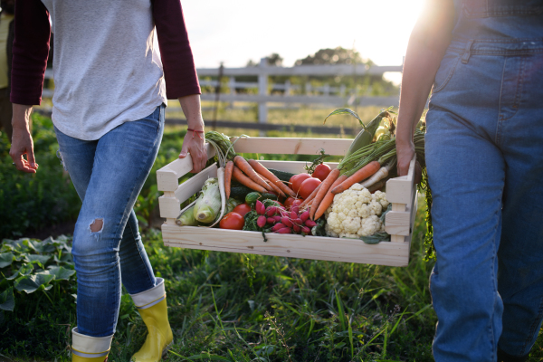 An unrecognizable female farmers carrying crate with homegrown vegetables outdoors at community farm.