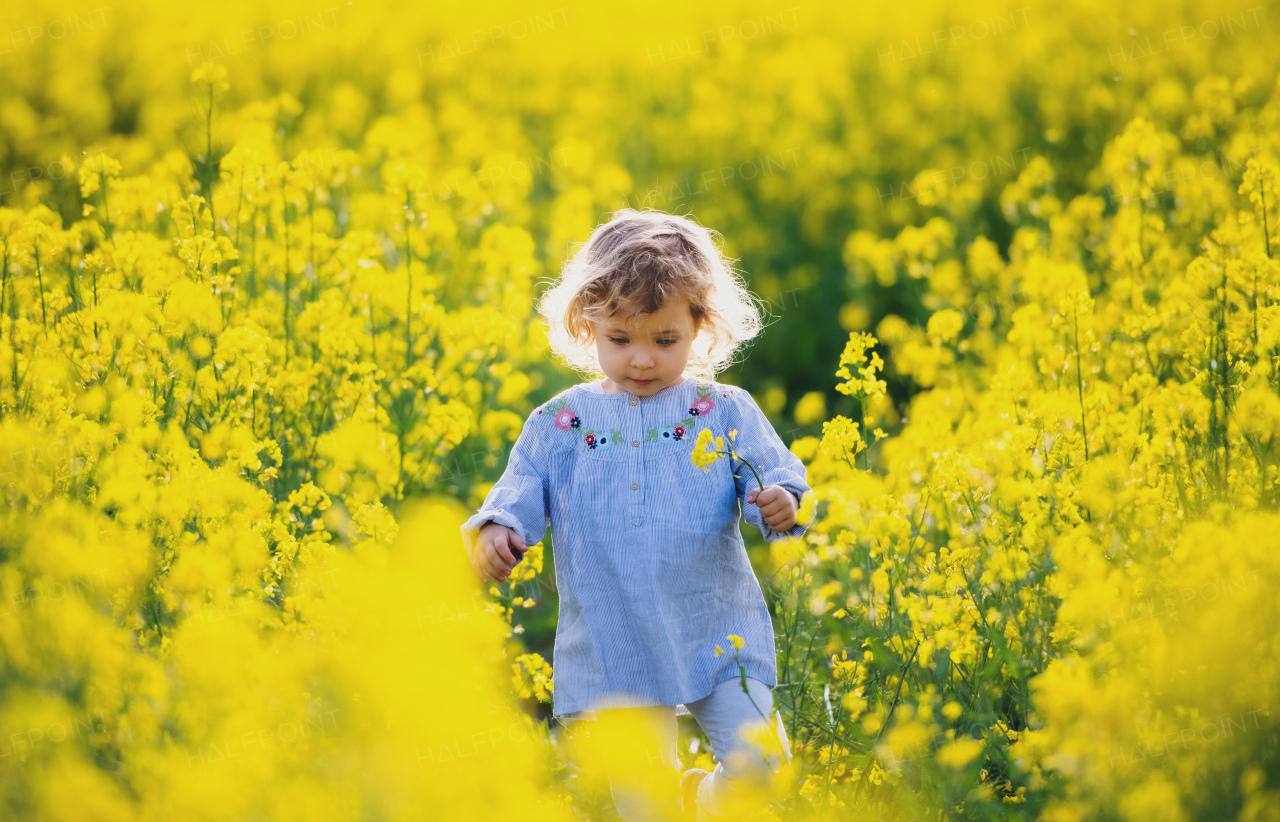 Front view of happy small toddler girl walking in spring nature in rapeseed field.