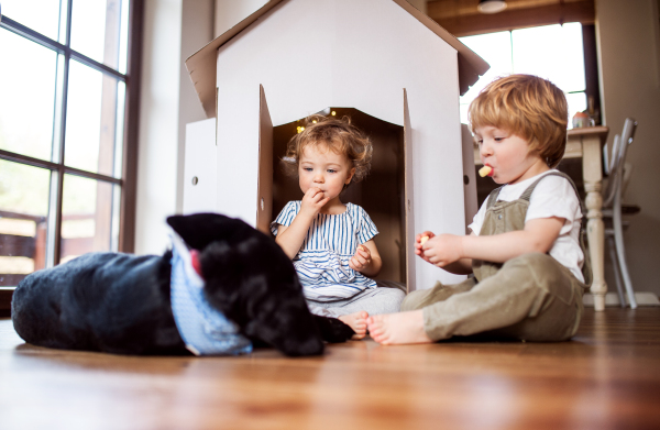 Two toddler children with a dog and carboard house playing indoors at home.