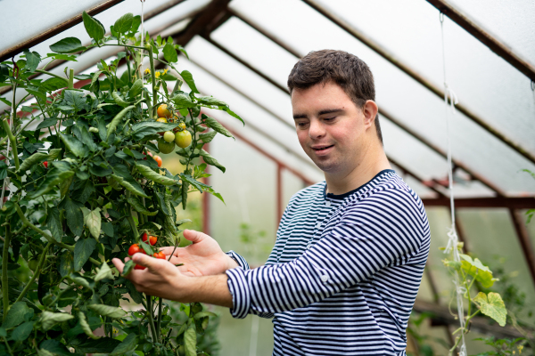 Down syndrome adult man with tomatoes standing in greenhouse, gardening concept.