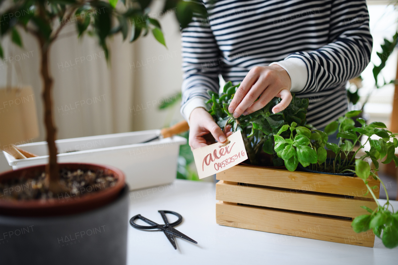 Midsection of unrecognizable woman working at home, plant care concept. Coronavirus concept.