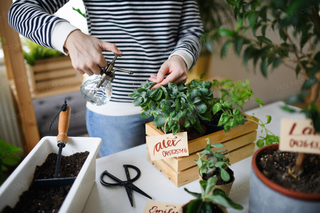 Midsection of unrecognizable woman working at home, plant care concept. Coronavirus concept.