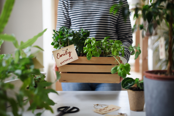 Midsection of unrecognizable woman working at home, plant care concept. Coronavirus concept.