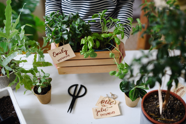 Unrecognizable young woman with smartphone working at home, plant care concept. Coronavirus concept.