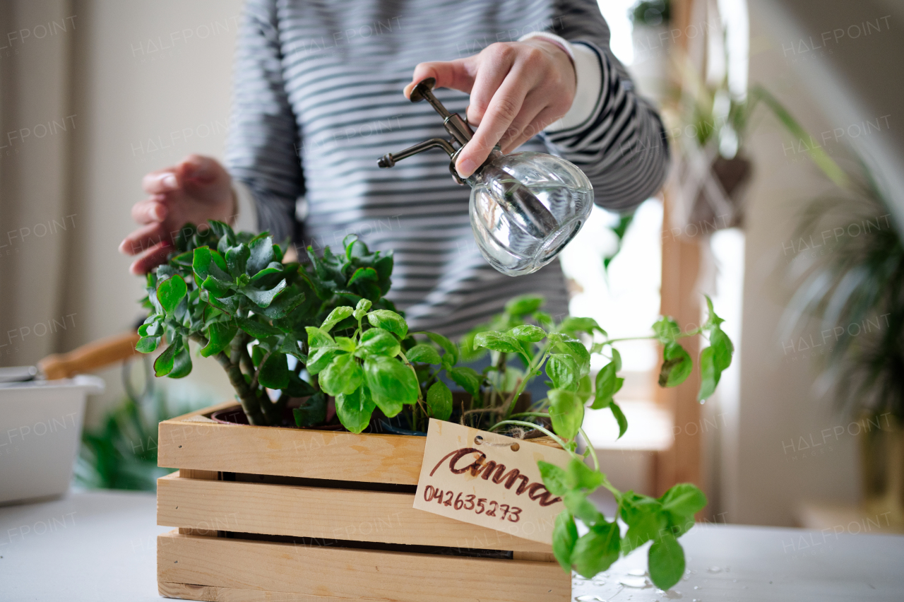 Unrecognizable young woman spraying plants with water working at home, plant care concept.