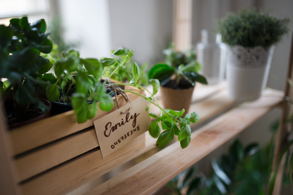 Potted green plants on shelves at home, plant care concept.