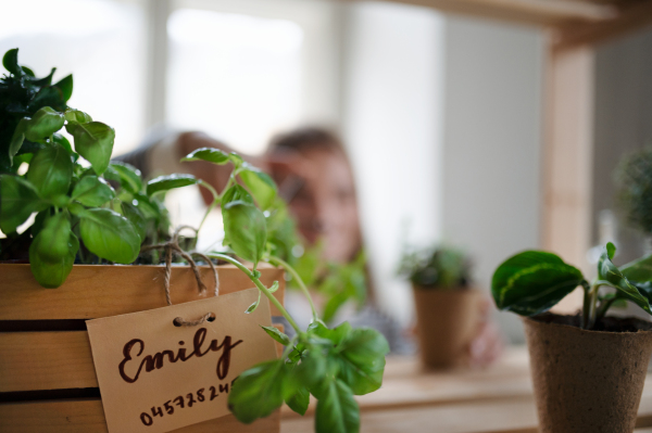 Potted green plants on shelves at home, plant care concept.