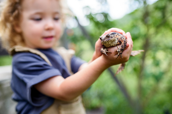 Close up portrait of happy small girl holding a frog outdoors in summer.