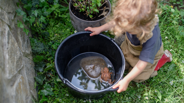 A top view of small girl playing with frog outdoors in summer.