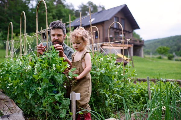 Portrait of small girl with father working in vegetable garden, sustainable lifestyle.