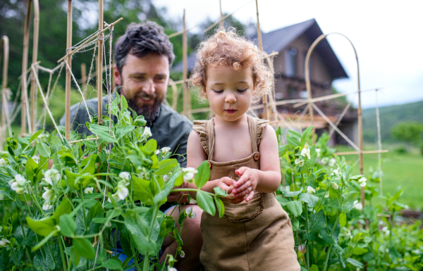 Portrait of small girl with father working in vegetable garden, sustainable lifestyle.