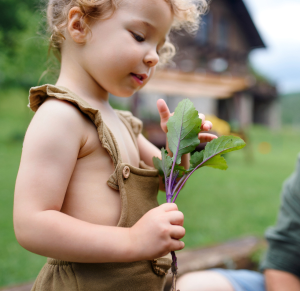 Small girl with father helping with working in vegetable garden, sustainable lifestyle.