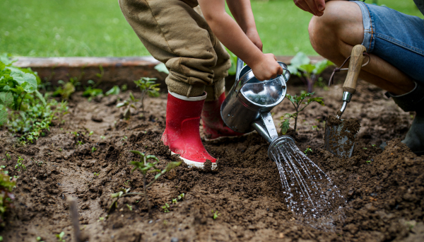 Unrecognizable small boy with father working in a vegetable garden, sustainable lifestyle.