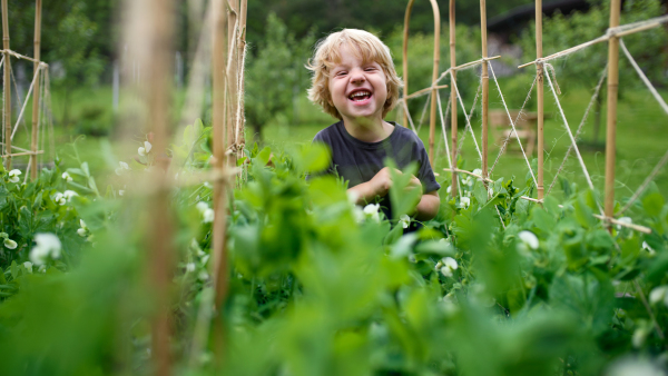 Top view of happy small boy walking in vegetable garden, sustainable lifestyle.