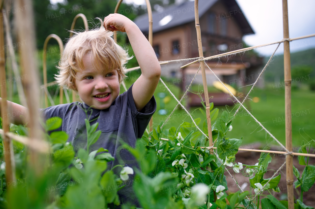 Top view of happy small boy standing in vegetable garden, sustainable lifestyle.