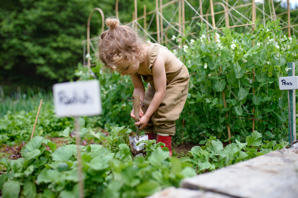 Portrait of small girl working in vegetable garden, sustainable lifestyle concept.