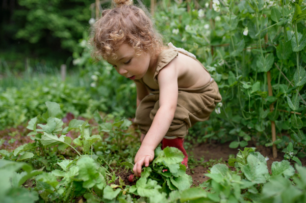 Portrait of small girl working in vegetable garden, sustainable lifestyle concept.