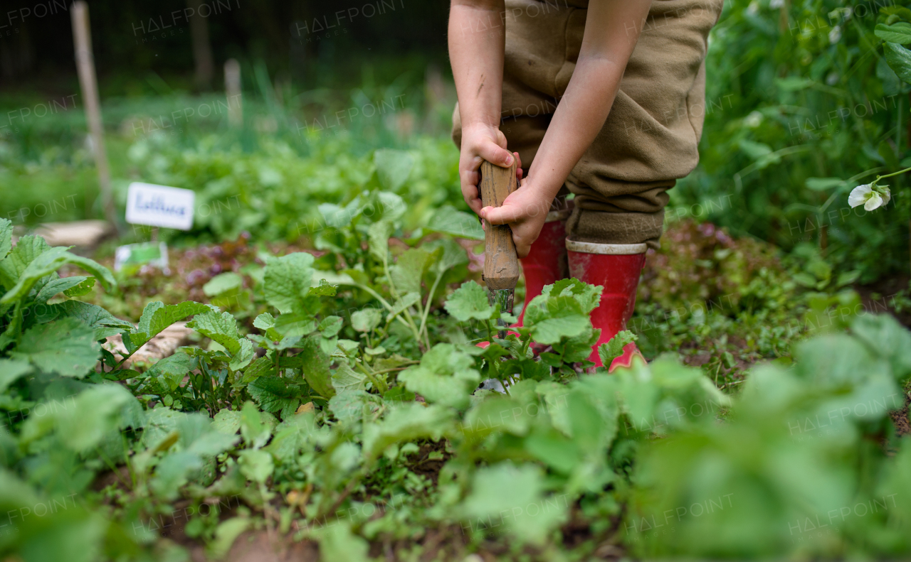 An unrecognizable small girl working in vegetable garden, sustainable lifestyle concept.