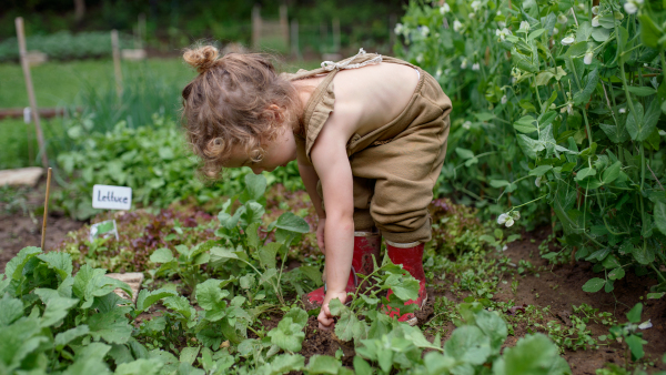 Portrait of small girl working in vegetable garden, sustainable lifestyle concept.