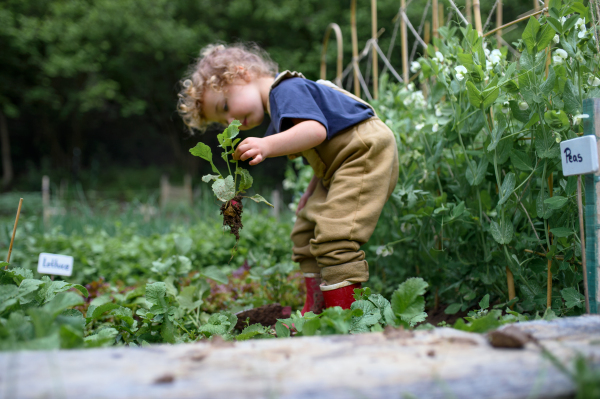 Portrait of small girl working in vegetable garden, sustainable lifestyle concept.