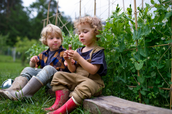 Portrait of two small children in vegetable garden, sustainable lifestyle concept.