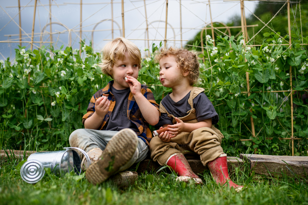 Portrait of two small children in vegetable garden, sustainable lifestyle concept.