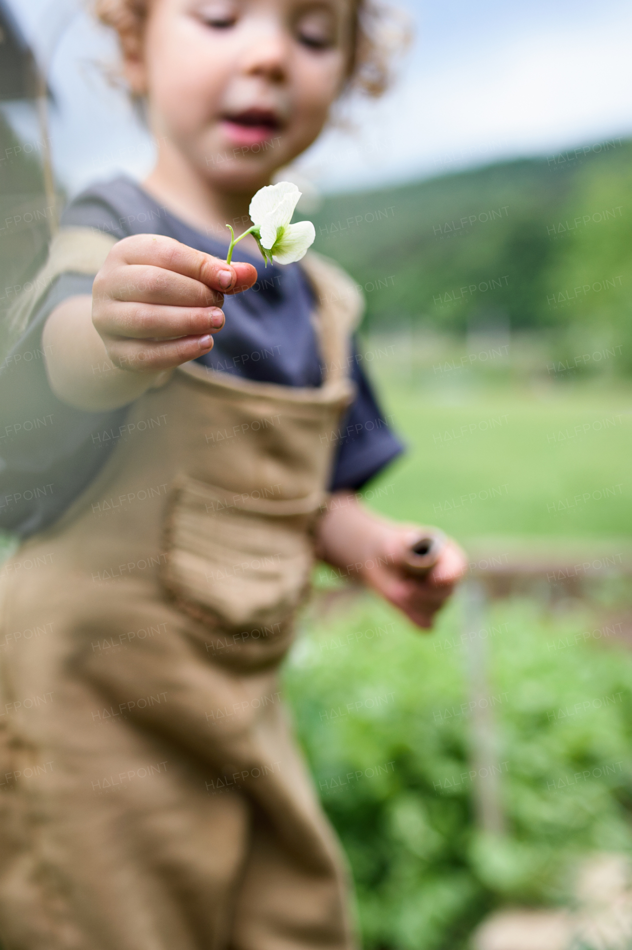 Portrait of happy small girl playing in vegetable garden, sustainable lifestyle.