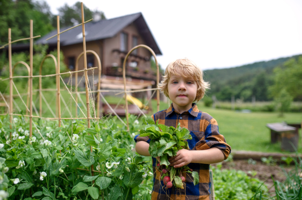 Small boy holding radishes in vegetable garden, sustainable lifestyle concept.