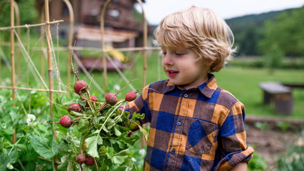 Small boy holding radishes in vegetable garden, sustainable lifestyle concept.