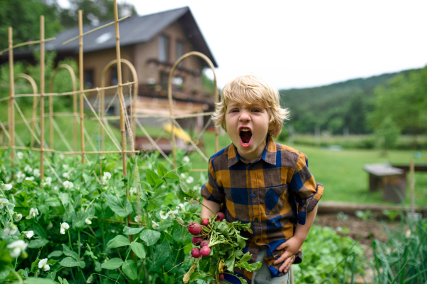 Small boy holding radishes in vegetable garden, sustainable lifestyle concept.