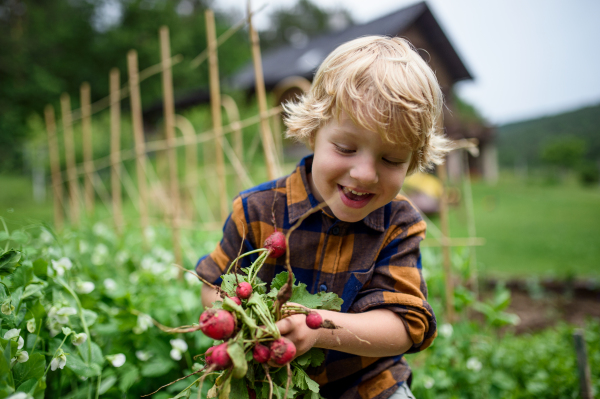 Small boy holding radishes in vegetable garden, sustainable lifestyle concept.