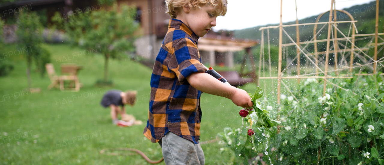 Small boy picking radishes in vegetable garden, sustainable lifestyle concept.