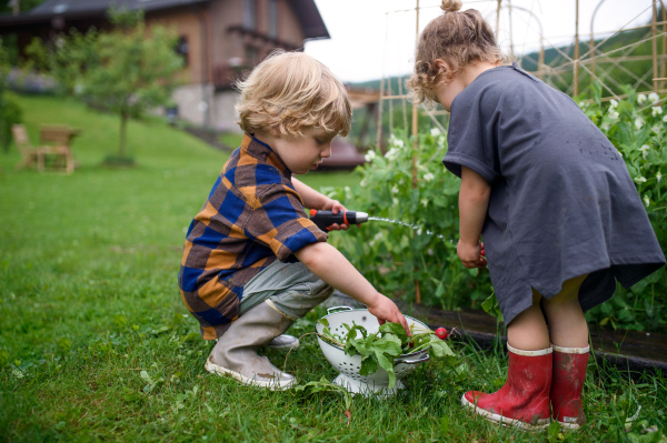 Two small children in vegetable garden, sustainable lifestyle concept.