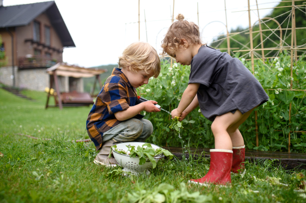 Two small children in vegetable garden, sustainable lifestyle concept.