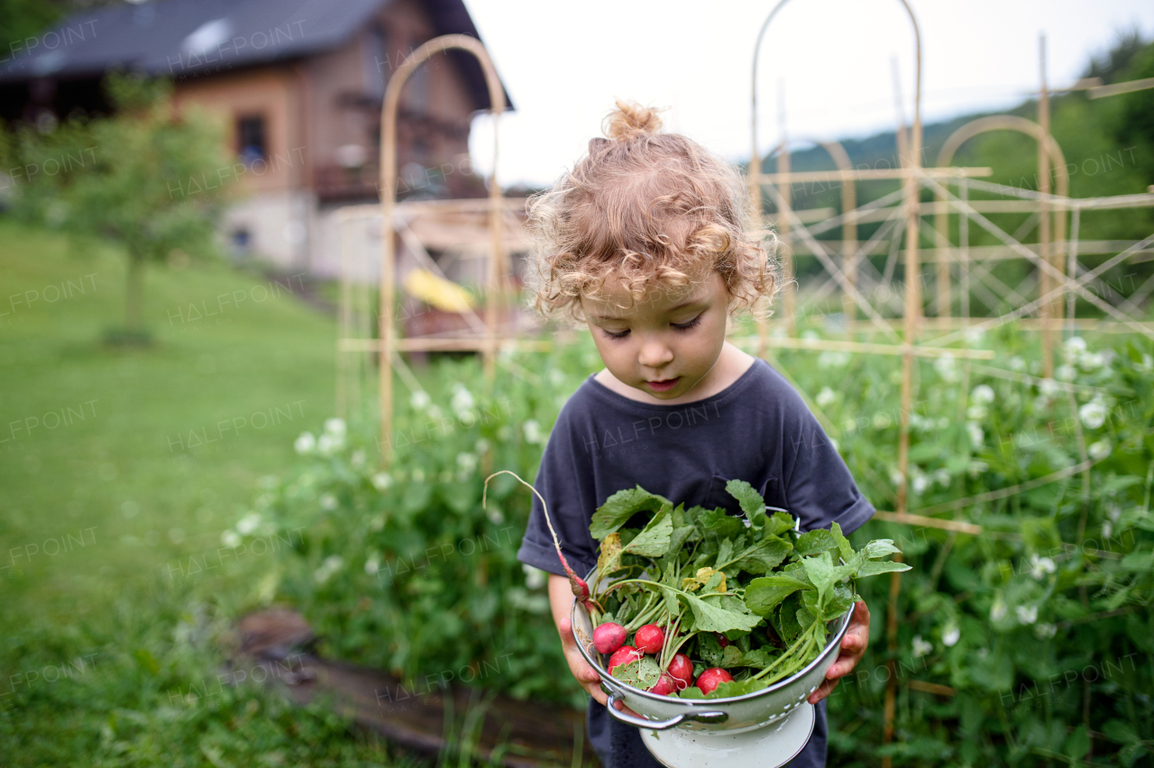 Portrait of happy small girl carrying radishes in vegetable garden, sustainable lifestyle.