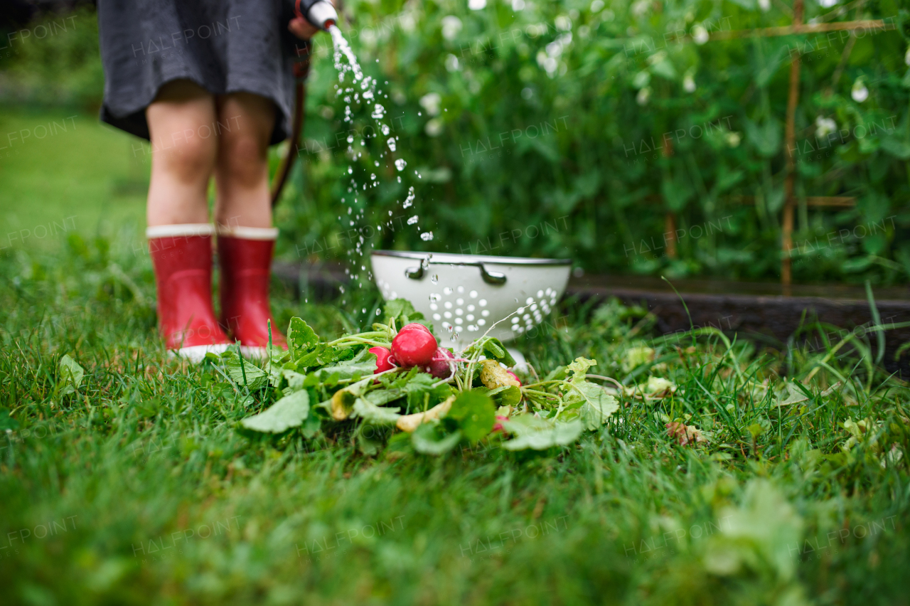 An unrecognizable small girl working in vegetable garden, sustainable lifestyle.