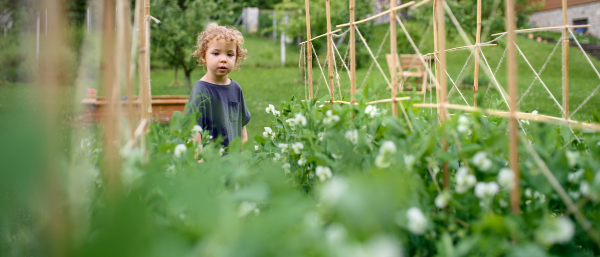 Portrait of small girl walking in vegetable garden, sustainable lifestyle concept.