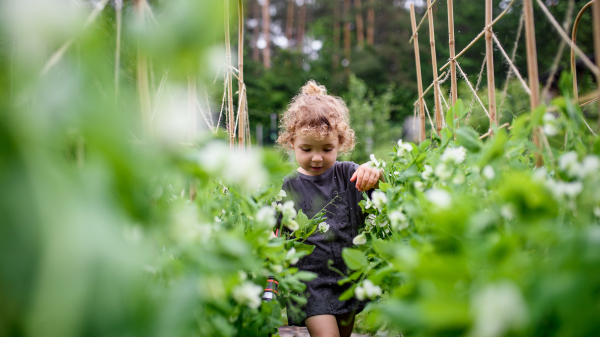 Portrait of small girl walking in vegetable garden, sustainable lifestyle concept.