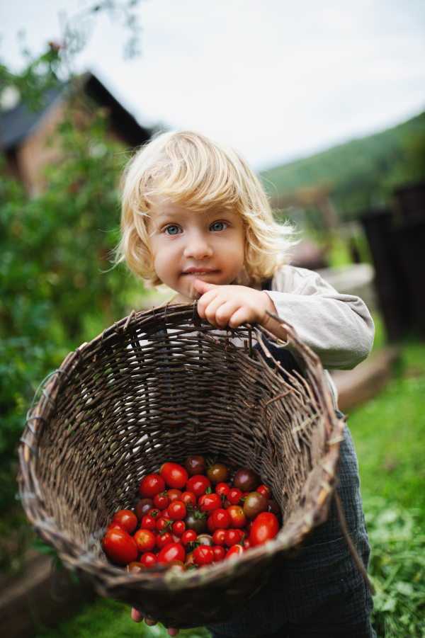 Happy small boy collecting cherry tomatoes outdoors in garden, sustainable lifestyle concept