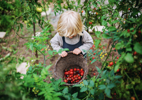 Happy small boy collecting cherry tomatoes outdoors in garden, sustainable lifestyle concept