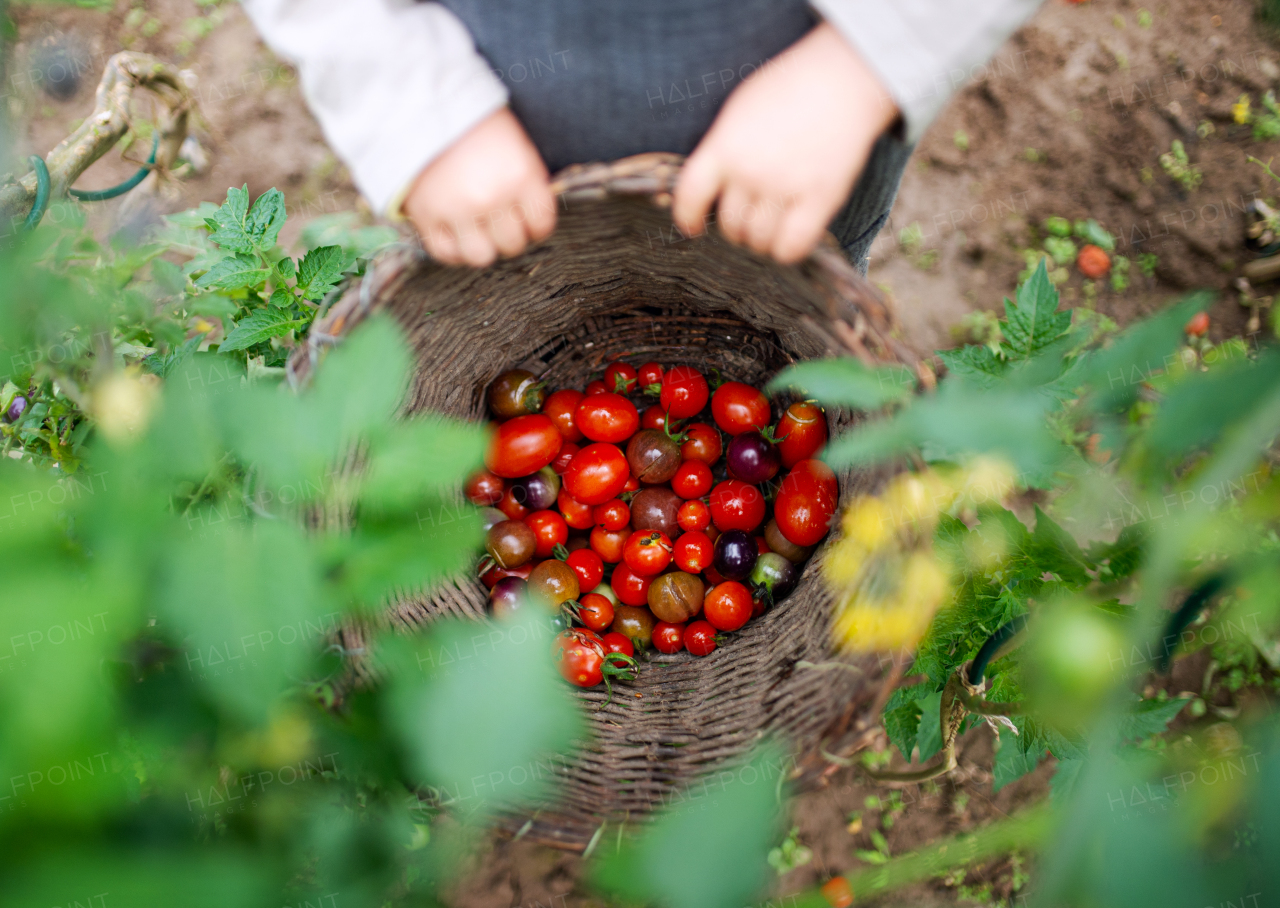 Midsection of unrecognizable child with cherry tomatoes outdoors in garden, sustainable lifestyle concept.