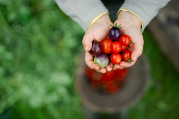 Midsection of unrecognizable child holding cherry tomatoes outdoors in garden, sustainable lifestyle concept.