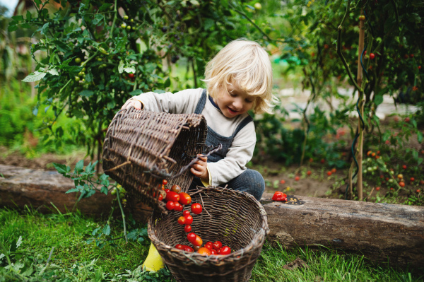 Happy small boy collecting cherry tomatoes outdoors in garden, sustainable lifestyle concept.