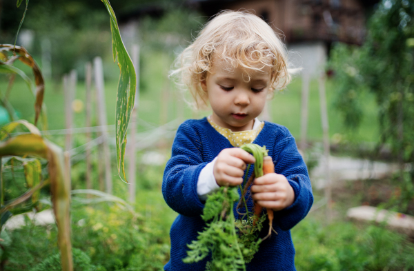 Small girl holding baby carrot outdoors in garden, sustainable lifestyle concept. Copy space.