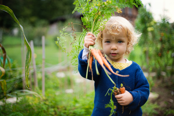 Small girl holding baby carrot outdoors in garden, sustainable lifestyle concept. Copy space.