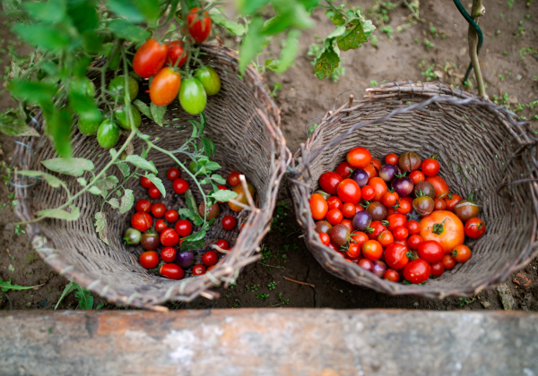 Top view of cherry tomatoes outdoors in garden, sustainable lifestyle concept.