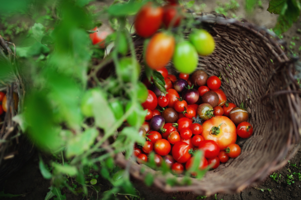 Top view of cherry tomatoes outdoors in garden, sustainable lifestyle concept.