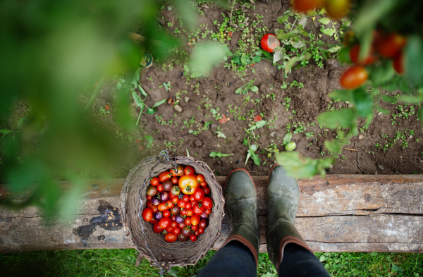 Midsection of unrecognizable child with cherry tomatoes outdoors in garden, sustainable lifestyle concept.