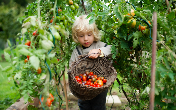 Happy small boy collecting cherry tomatoes outdoors in garden, sustainable lifestyle concept