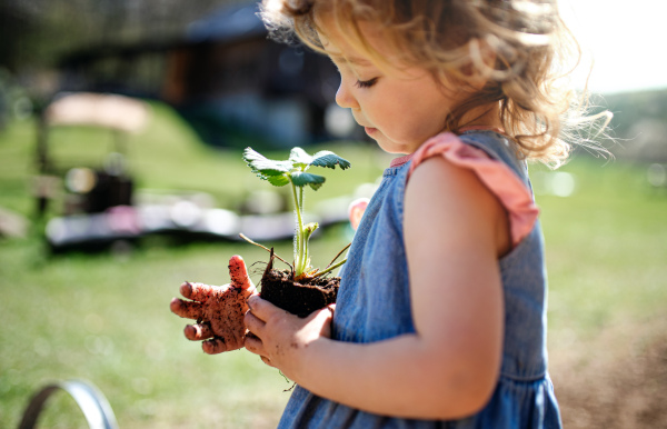 Small girl with dirty hands holding strawberry plant outdoors in garden, sustainable lifestyle concept.